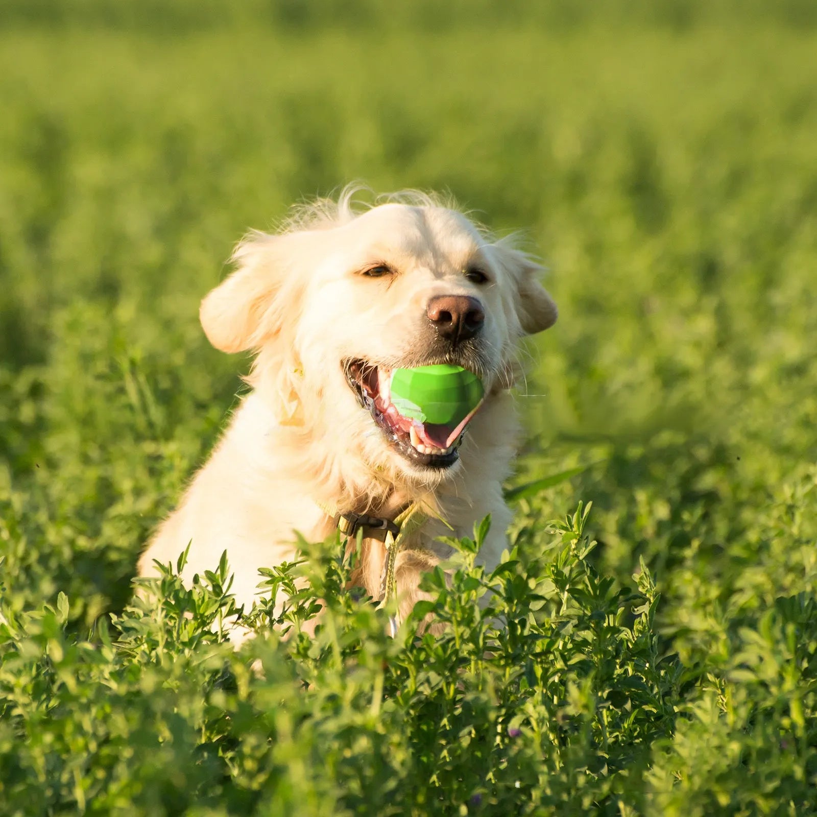 Green natural rubber squeaky dog chew ball for large aggressive chewers on a white background.