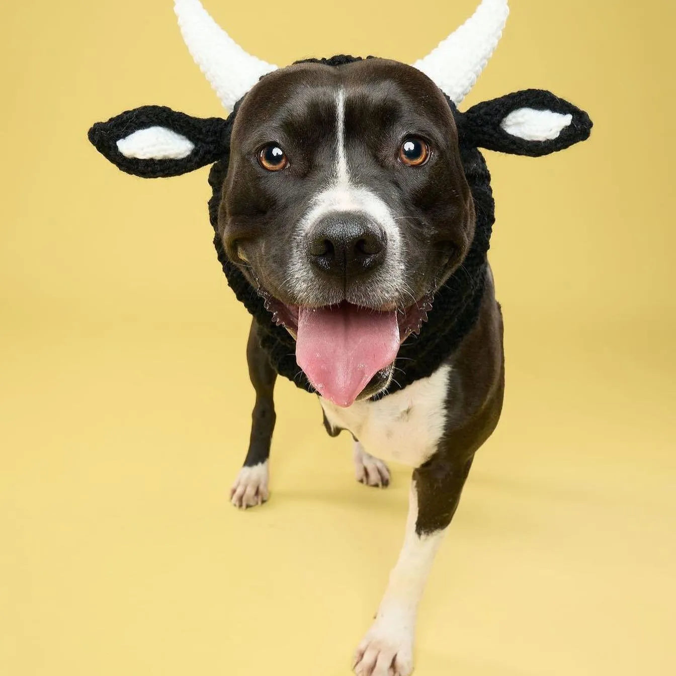 Black Cow thermal windproof knitted dog hat with Jacquard pattern for pets