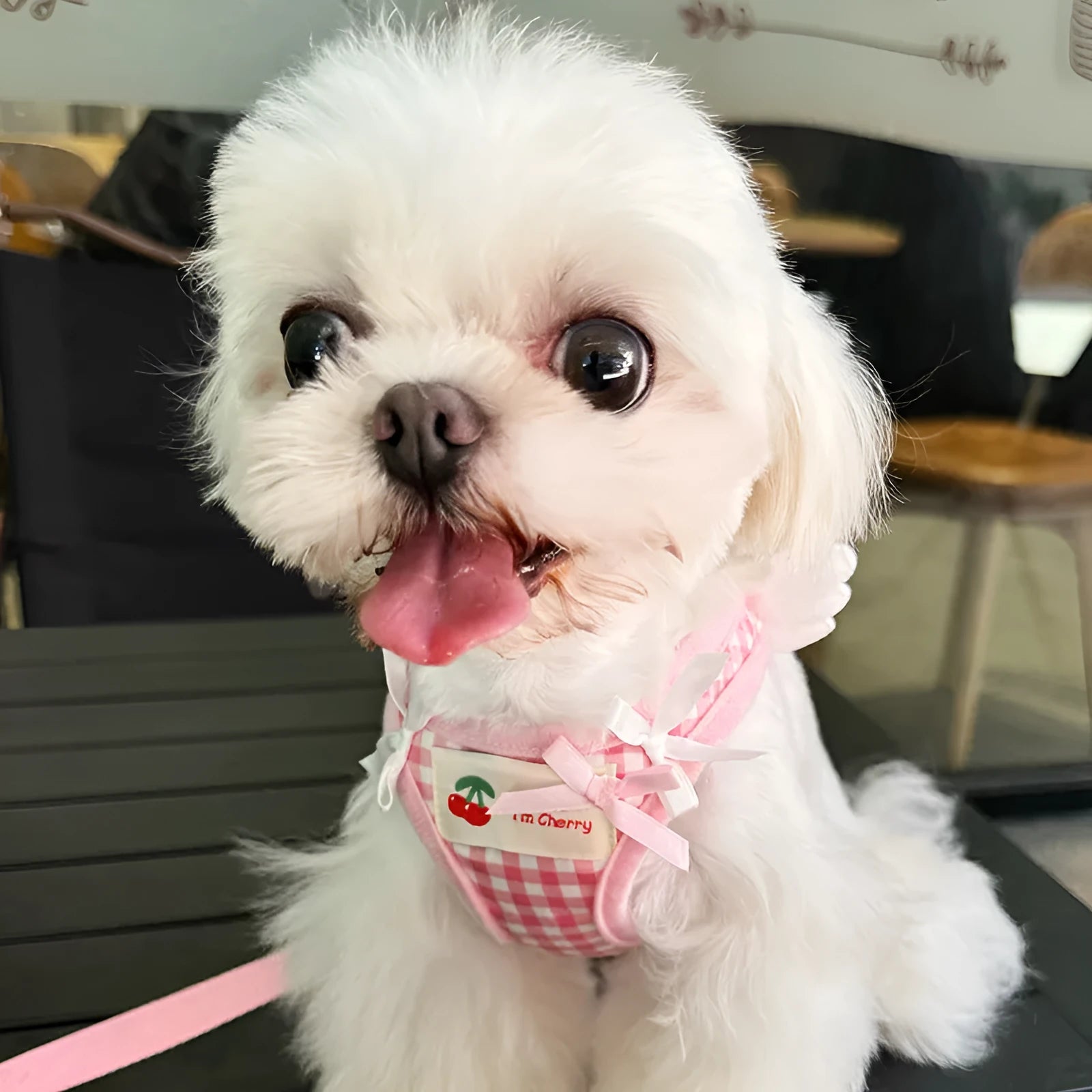 Pink cotton harness and lead set for a small dog with chest and back attachment points.