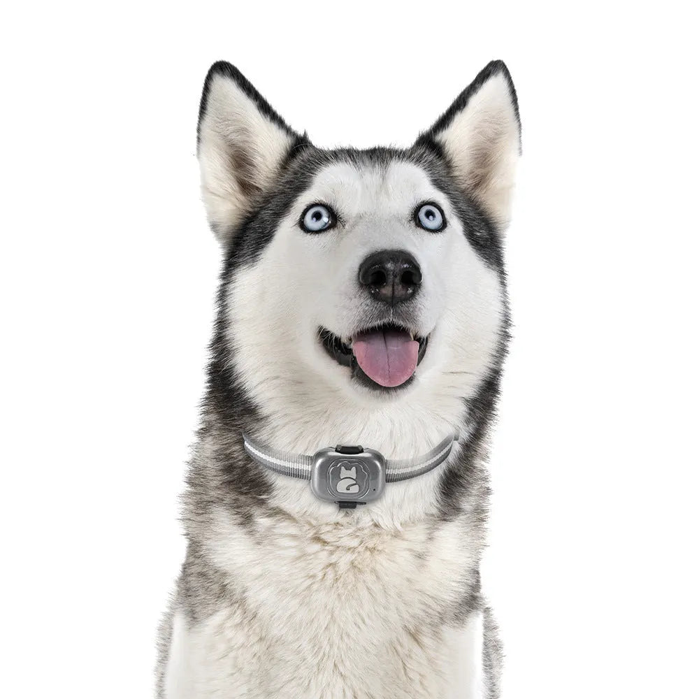 Black GPS pet tracker unit with hanging rope for attachment to a dog or cat collar.