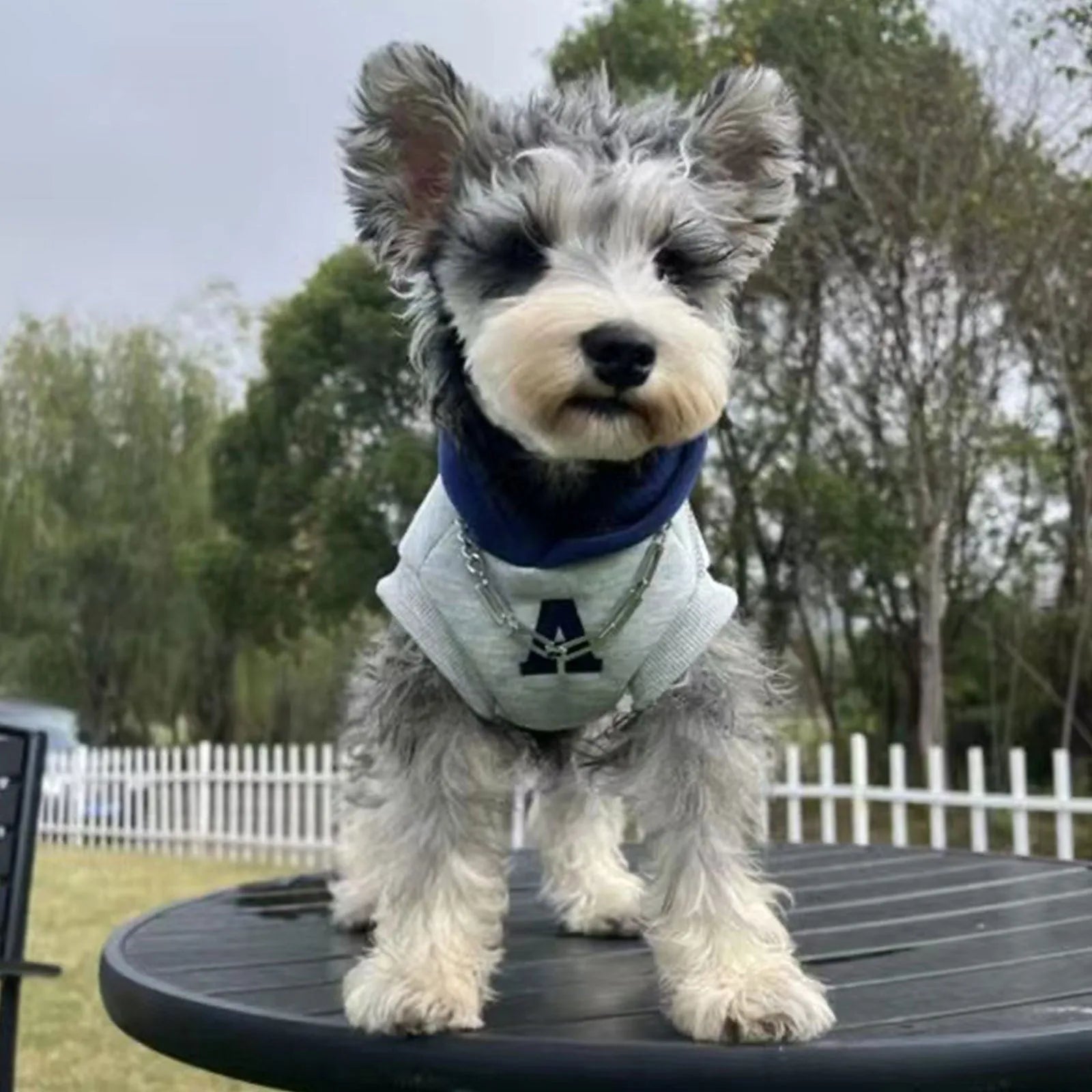 Blue and grey white pet hoodie with reflective letters for dogs and cats