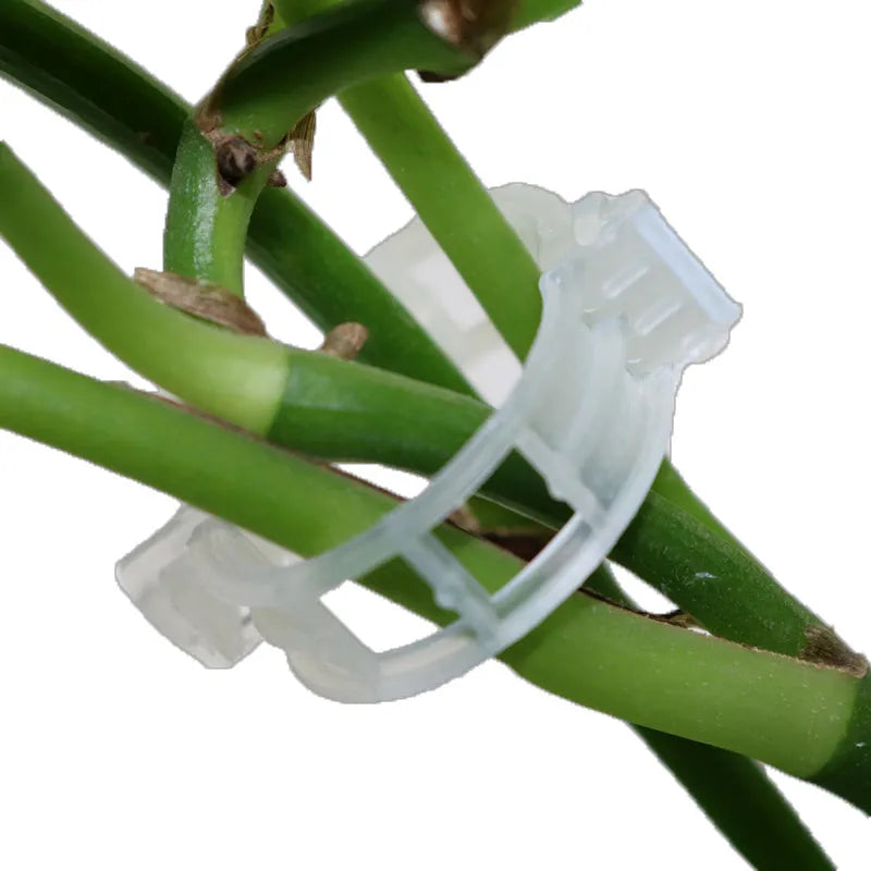 50 plastic plant grafting clips for securing branches on tomato plants and garden shrubs