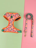 Polyester chest-back dog haulage rope harness for medium and large breeds in multiple colour options