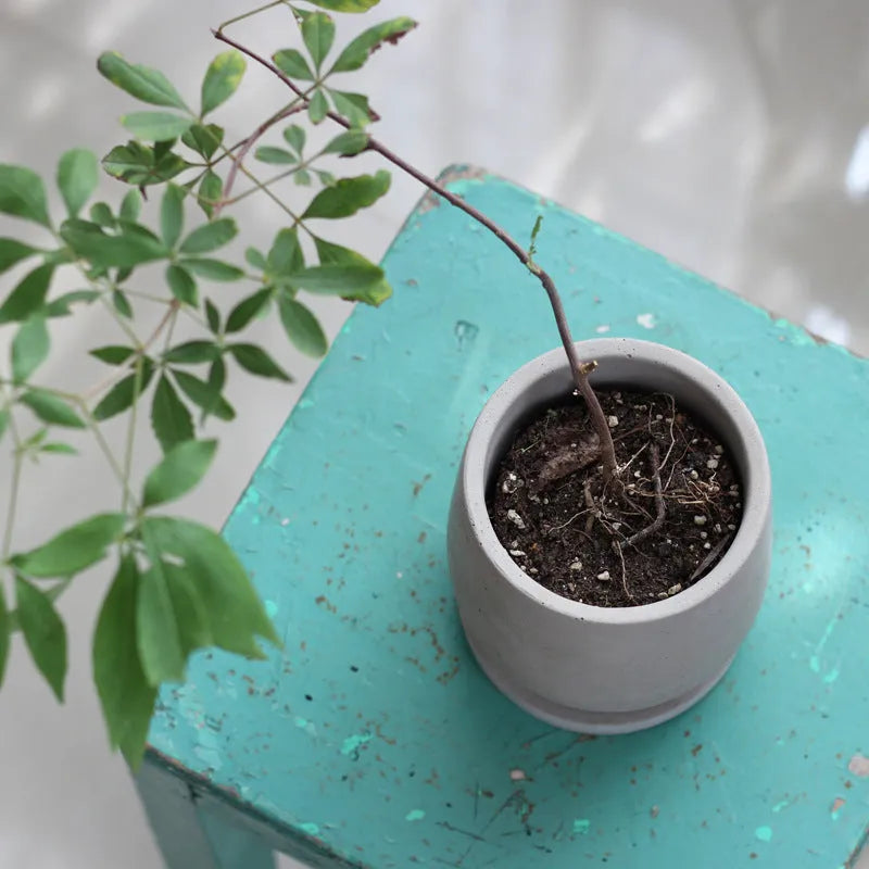 Round cement flower pot 11cm natural colour Chinese style desktop planter with tray