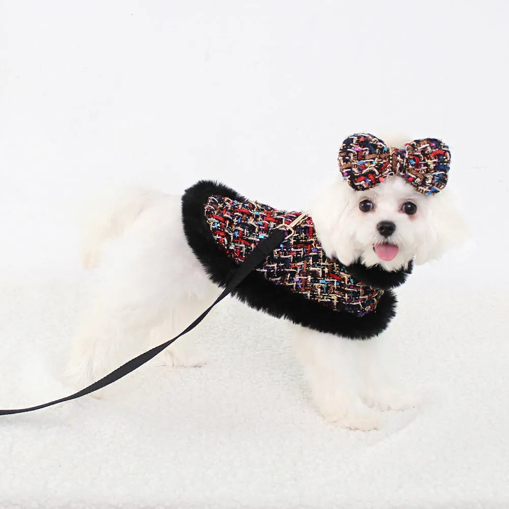 Dog wearing a decorative beret-style cloth cloak attached to a walking lead and chest strap harness.