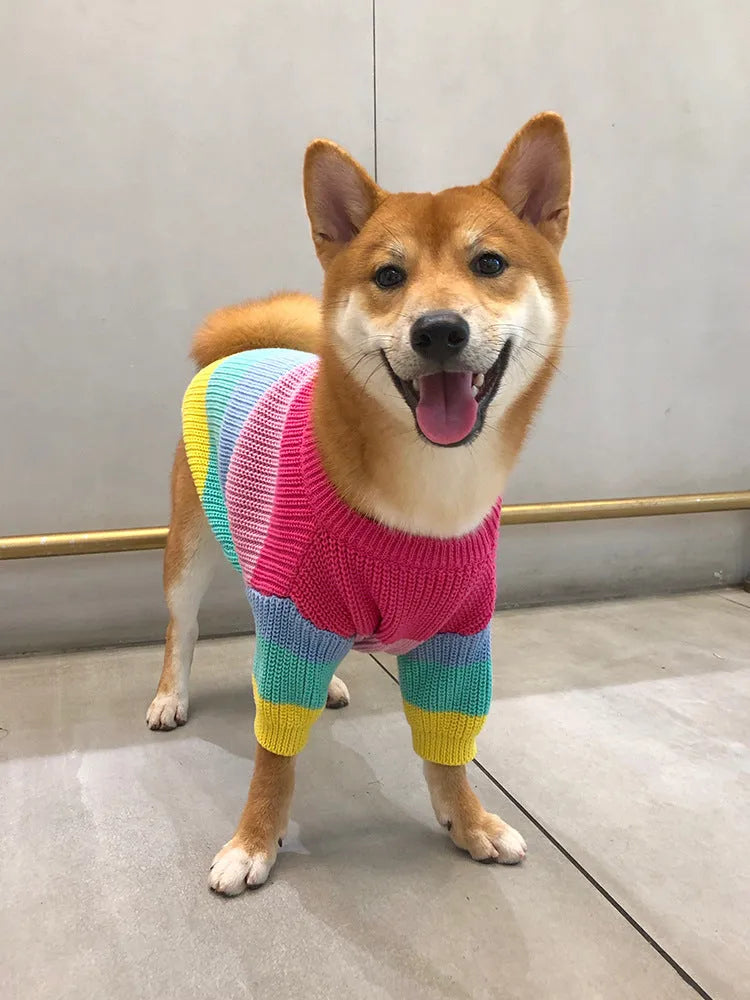 Rainbow wool dog sweater on a dog, showing knit texture and bright colour pattern