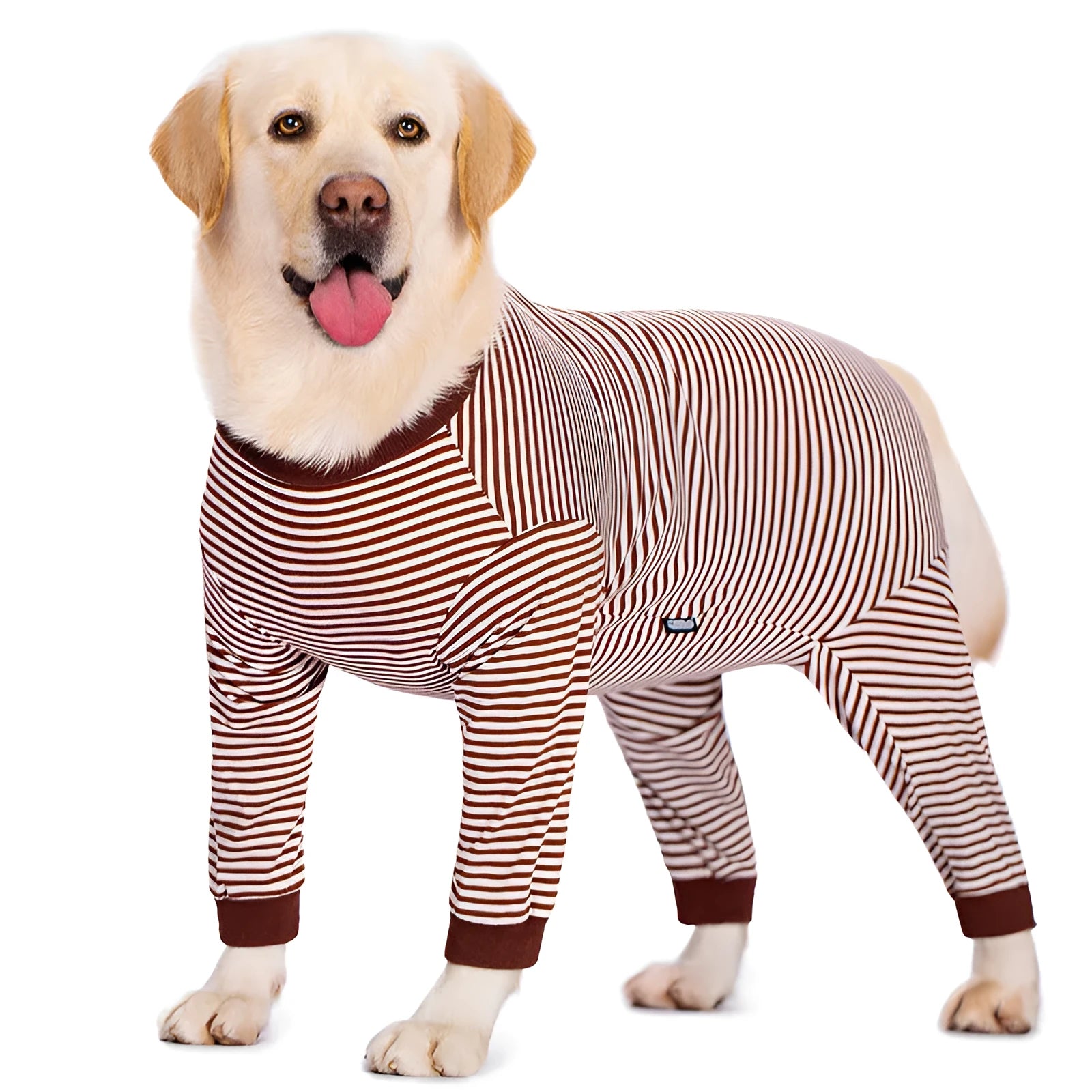 Striped four-legged dog shirt on golden retriever in sky blue colour
