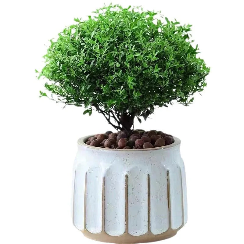 Nordic simple striped ceramic flower pot in white, 14x13cm size, on a desktop with a small plant