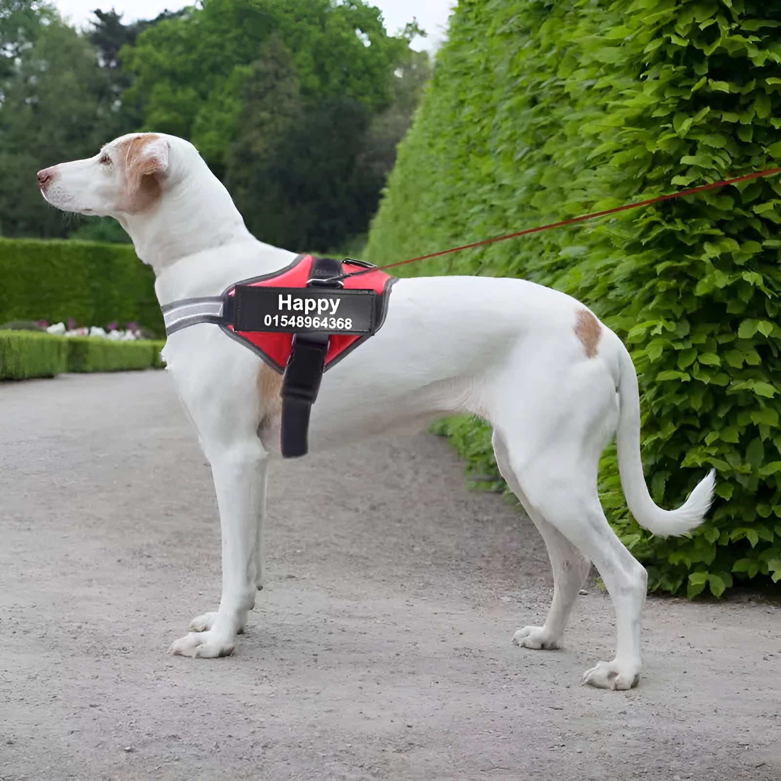 Reflective adjustable no-pull dog harness with handle on black labrador