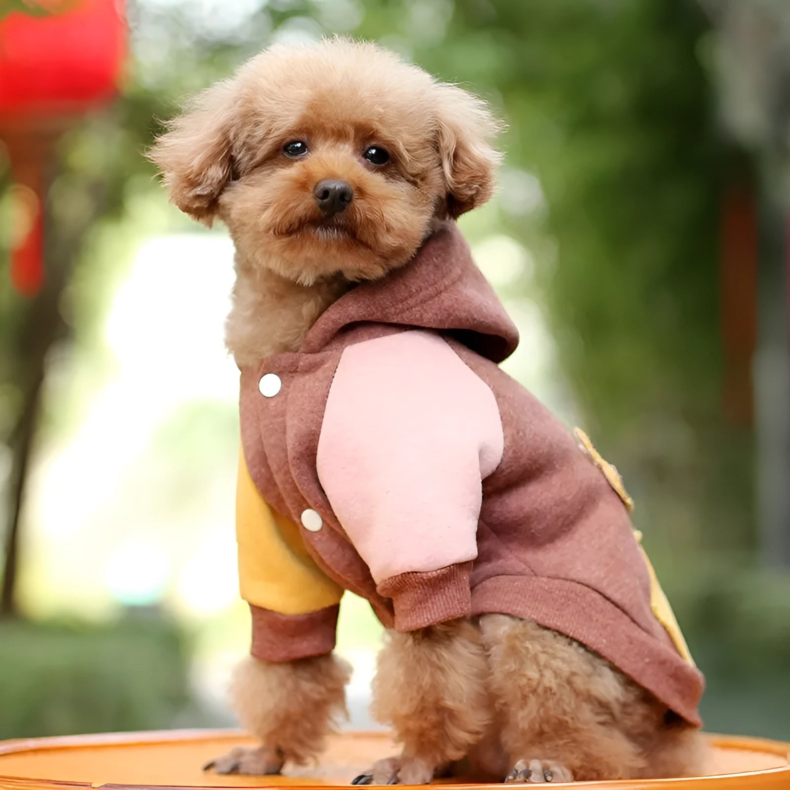 A brown cotton sweatshirt for a dog, showing a leisure-style pet garment.