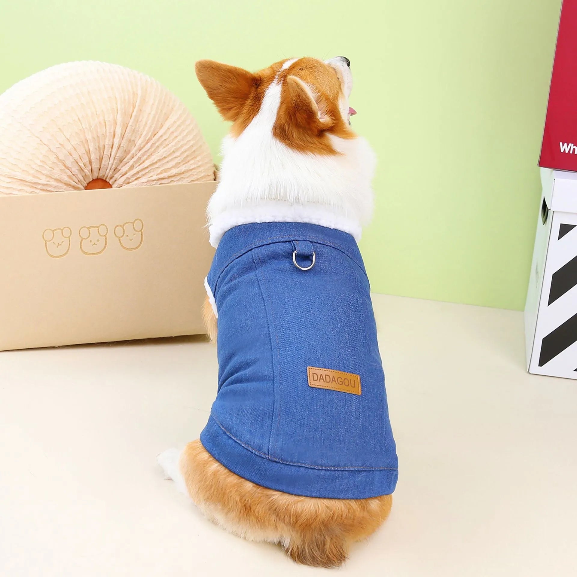 Dark blue denim cotton coat for corgi dog on mannequin showing size and jacket style