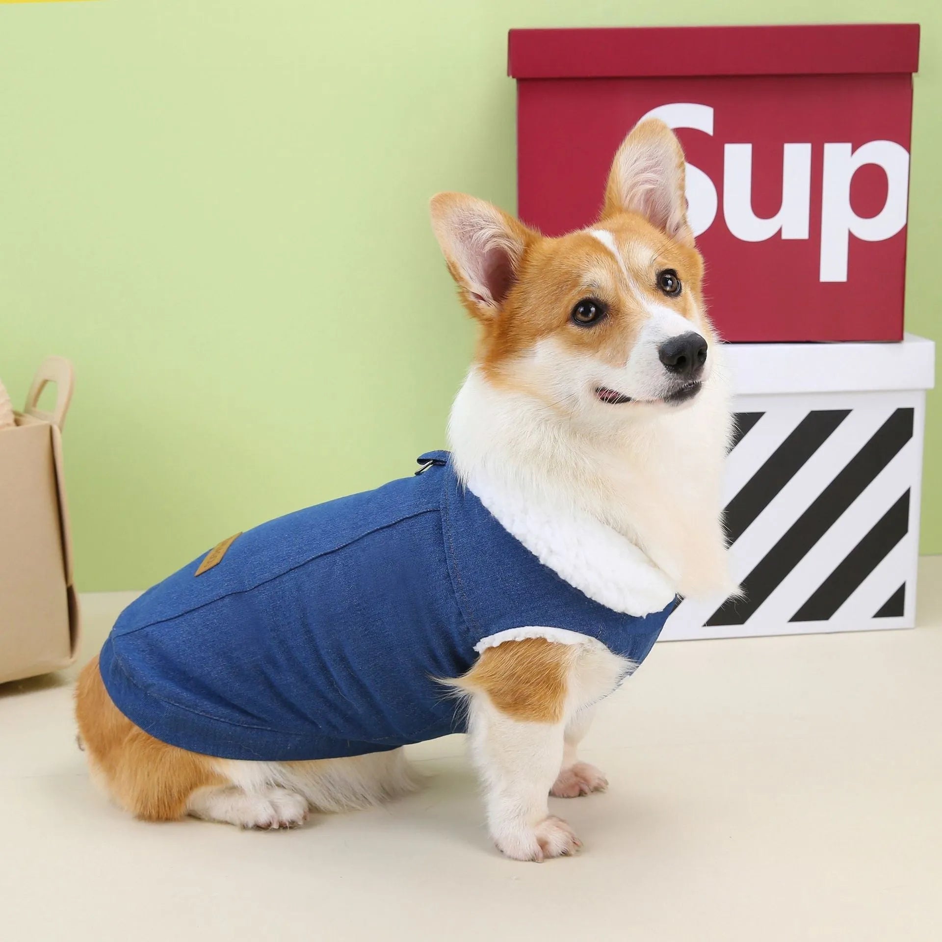 Dark blue denim cotton coat for corgi dog on mannequin showing size and jacket style