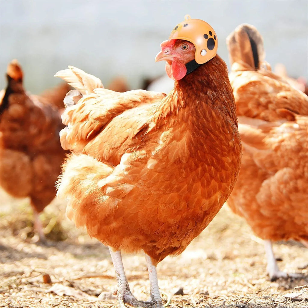 Adjustable pet safety helmet for small chickens and birds with elastic bands