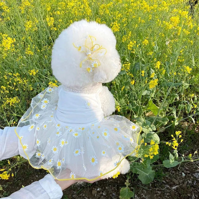 Yellow daisy pattern dog clothes on pet model showing thin polyester summer construction