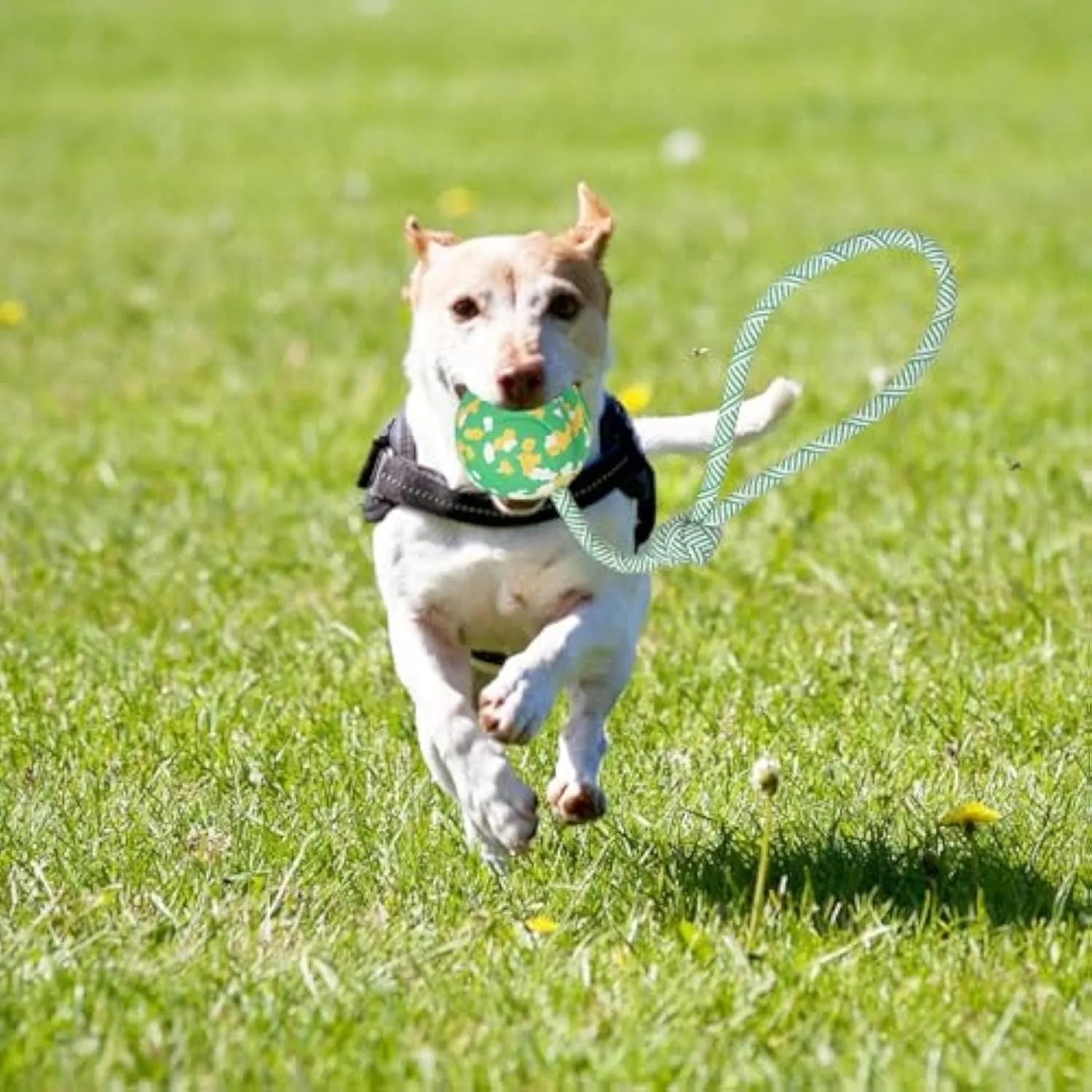 Natural rubber dog ball attached to a blue nylon rope for fetch and tug-of-war games.