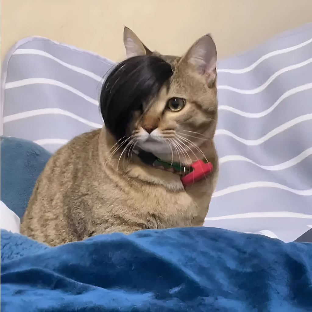 Black polyester imitation braid wig designed for a cat to wear