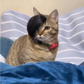 Black polyester imitation braid wig designed for a cat to wear