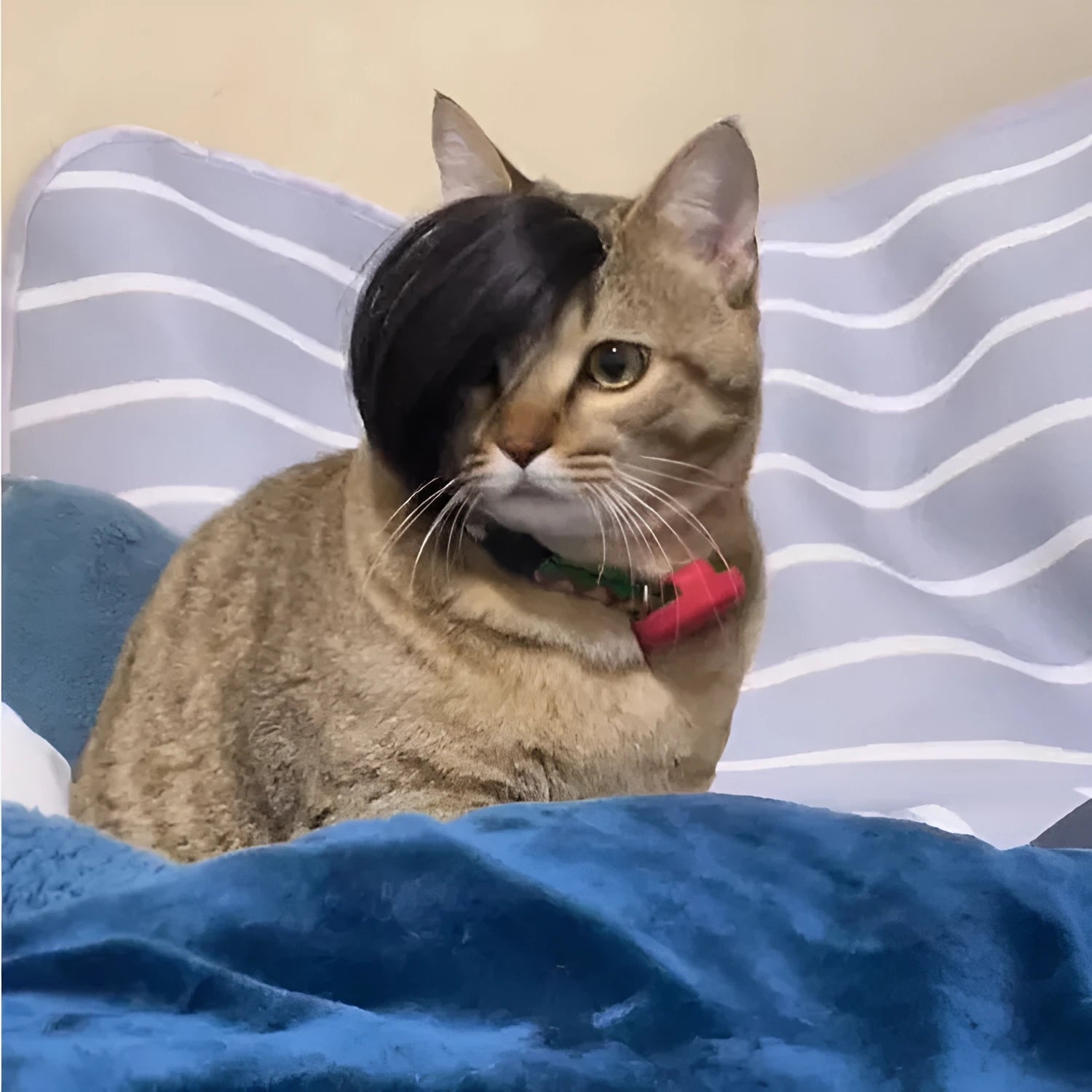 Black polyester imitation braid wig designed for a cat to wear