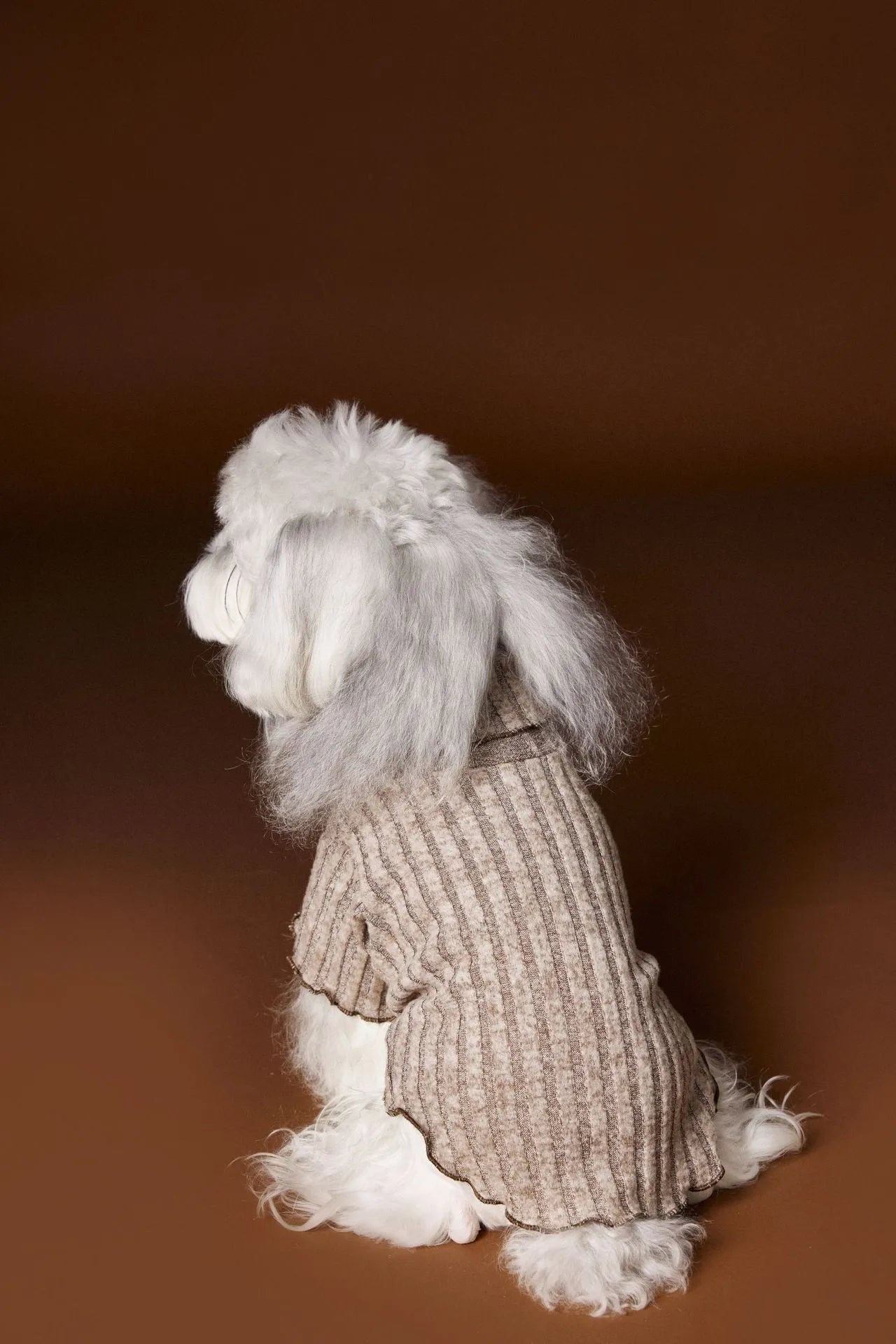 Small dog wearing a casual lace bow bottoming shirt in beige colour, side view