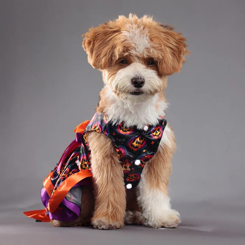 Colourful Halloween dog skirt with pumpkin print on a small dog.