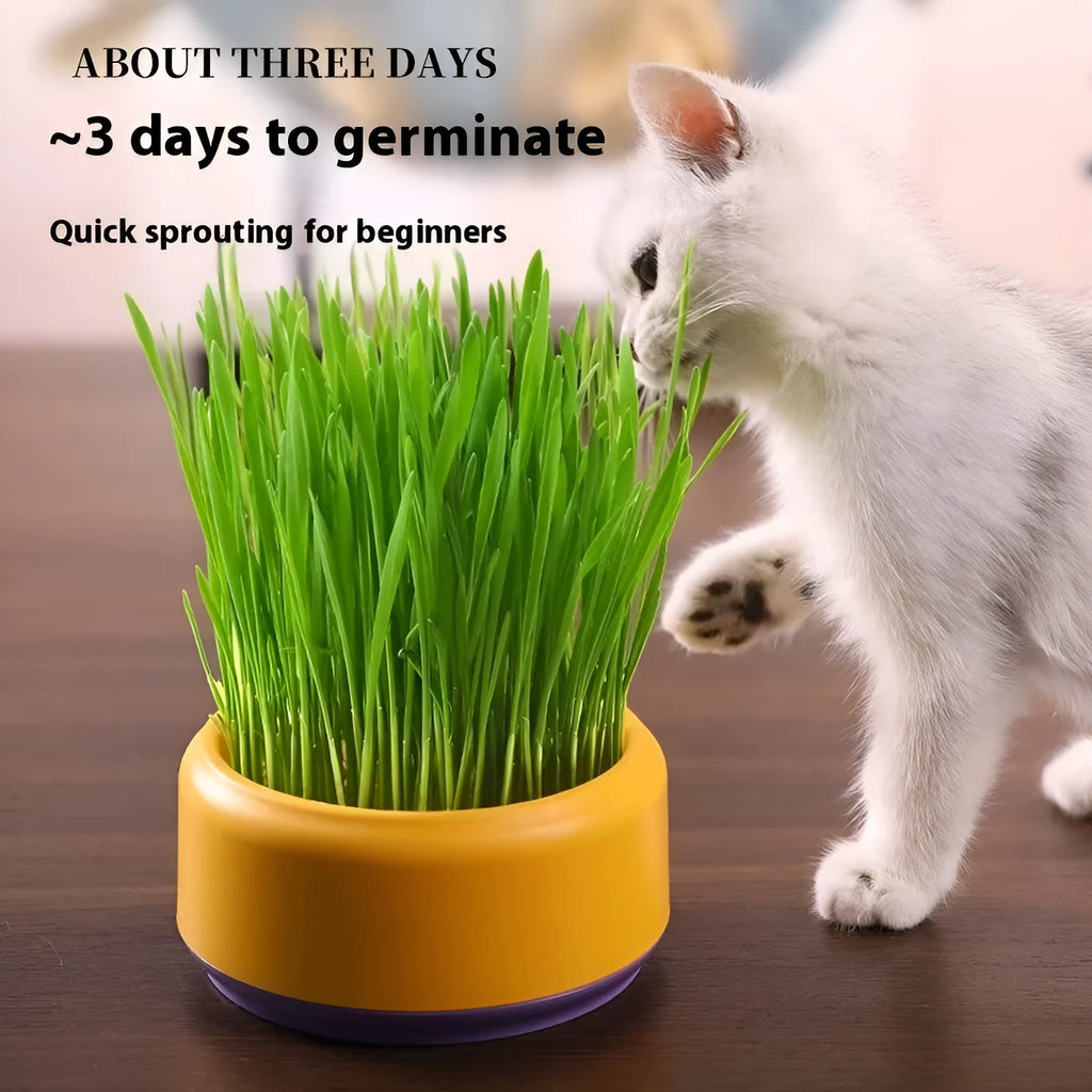 Blue hydroponic cat grass kit with planter cup and five packs of seeds.
