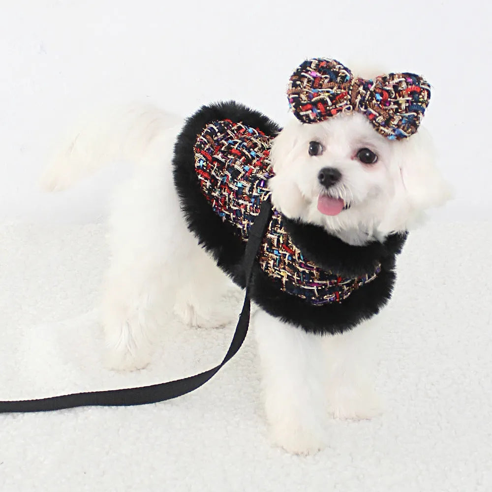 Dog wearing a decorative beret-style cloth cloak attached to a walking lead and chest strap harness.