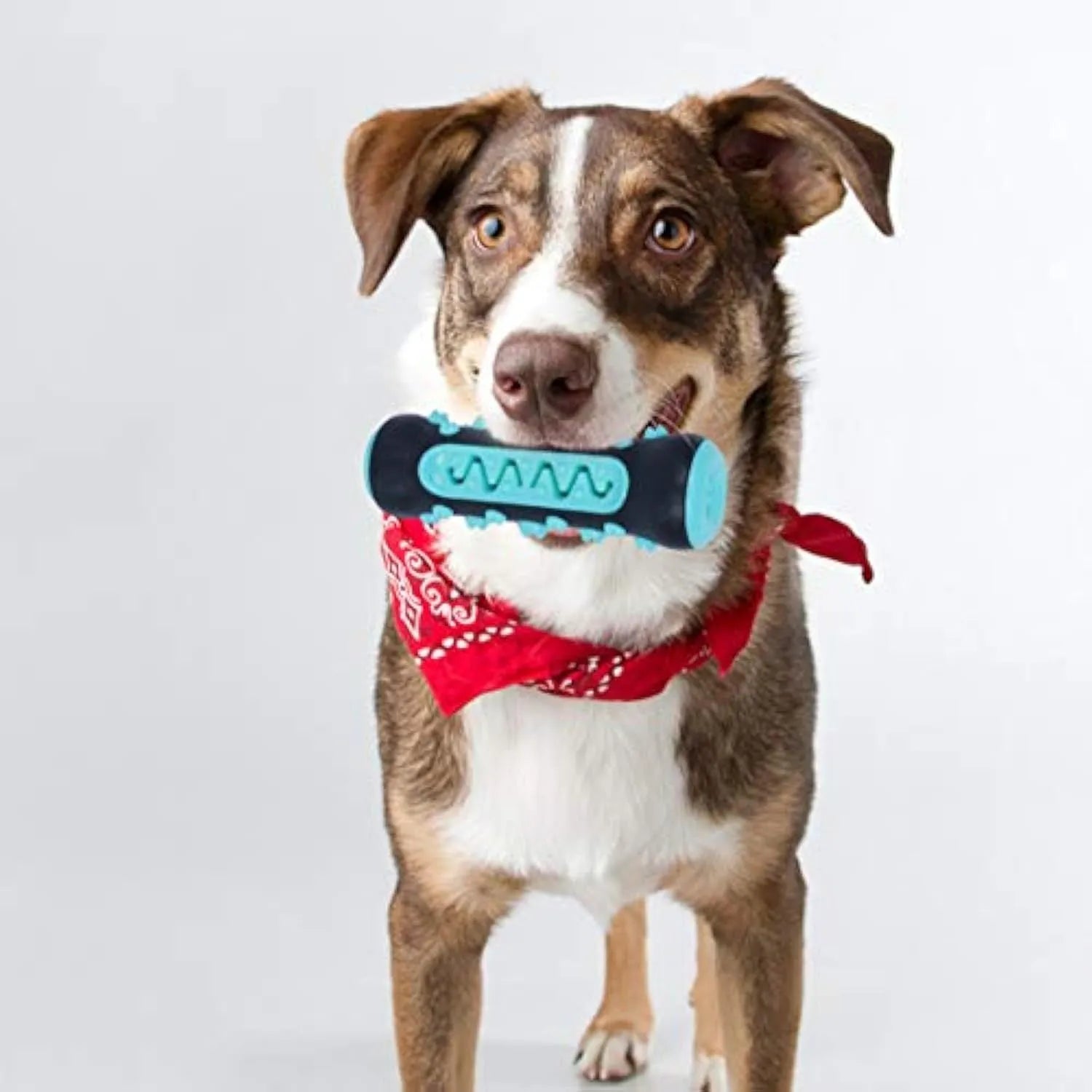 Natural rubber dog dental chew toy in blue with toothbrush texture for cleaning teeth.