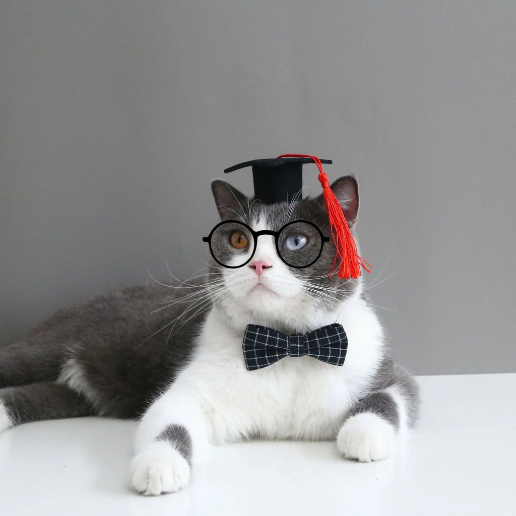A British-style elastic hair band and matching felt bow tie for a small dog or cat, shown in a selection of colours.
