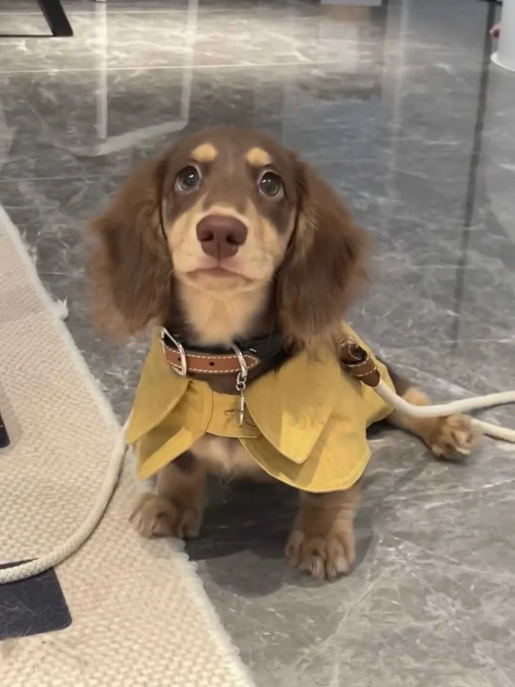 Small dog wearing a cheese yellow British style shawl windbreaker coat on a walk