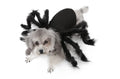 Black plush pet spider costume for dogs and cats, available in sizes S and M