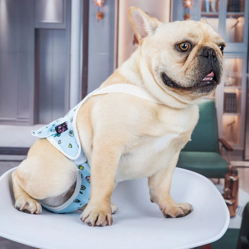 Washable cotton female dog menstrual safety pants in blue, side view on white background