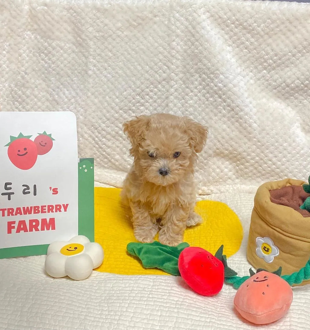 Strawberry potted plant set plush pull toy with hidden food compartment for pets