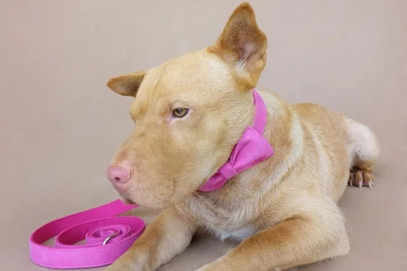 Pink velvet dog collar and matching leash set in polyester, available in sizes XS to XL