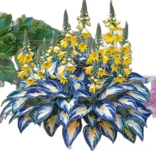 Packet of Coloured Leaves Jade Barrettes potted flower seeds containing 50 tablets.