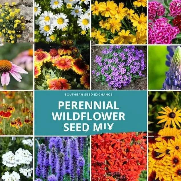 Packet of Purpleflower Holly Leaf mixed wildflower seeds showing seed quantity options: 1000, 5000, 10000 seeds.