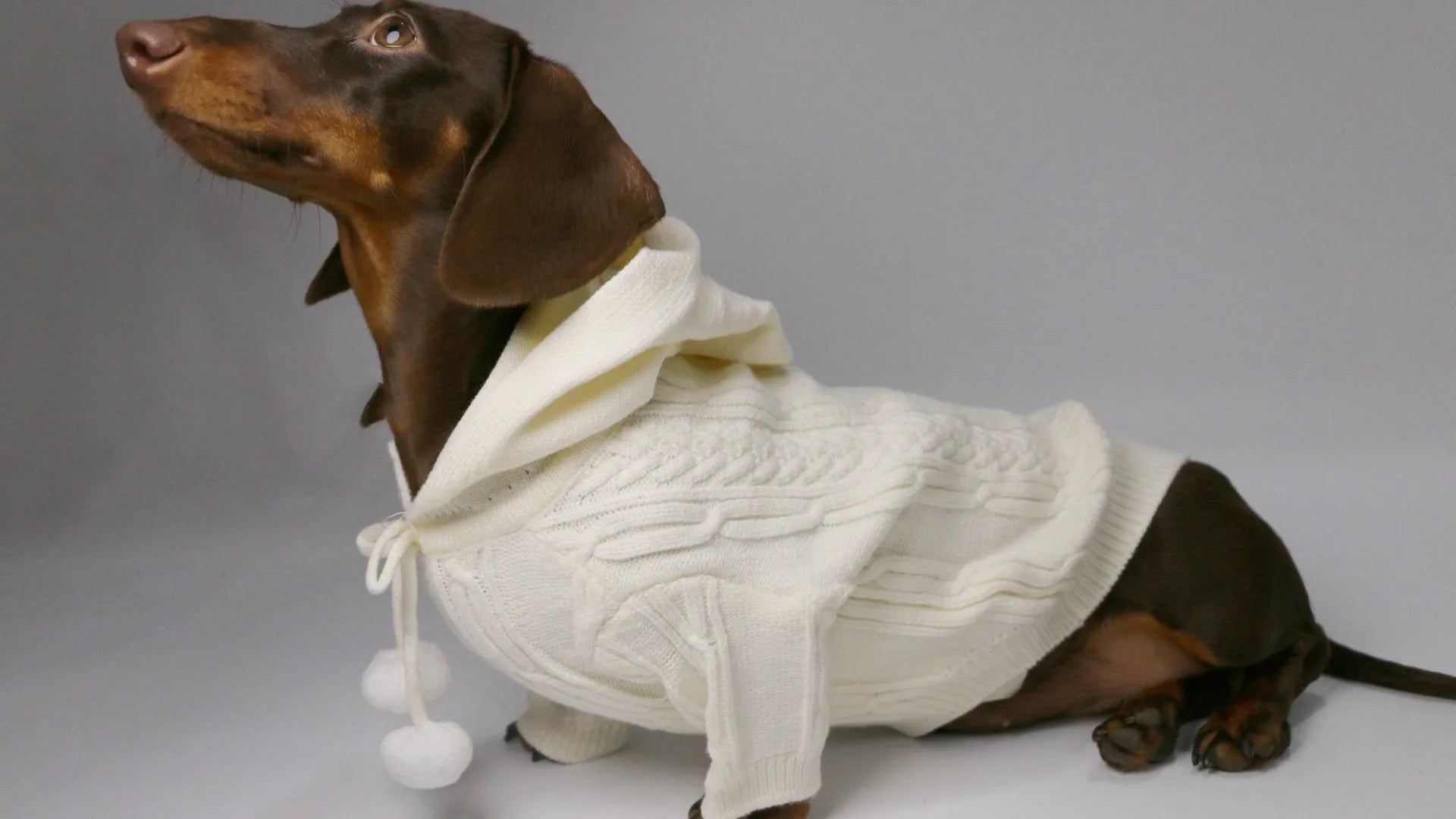 Two-leg hooded sweater for dogs in beige with hood and blended fabric