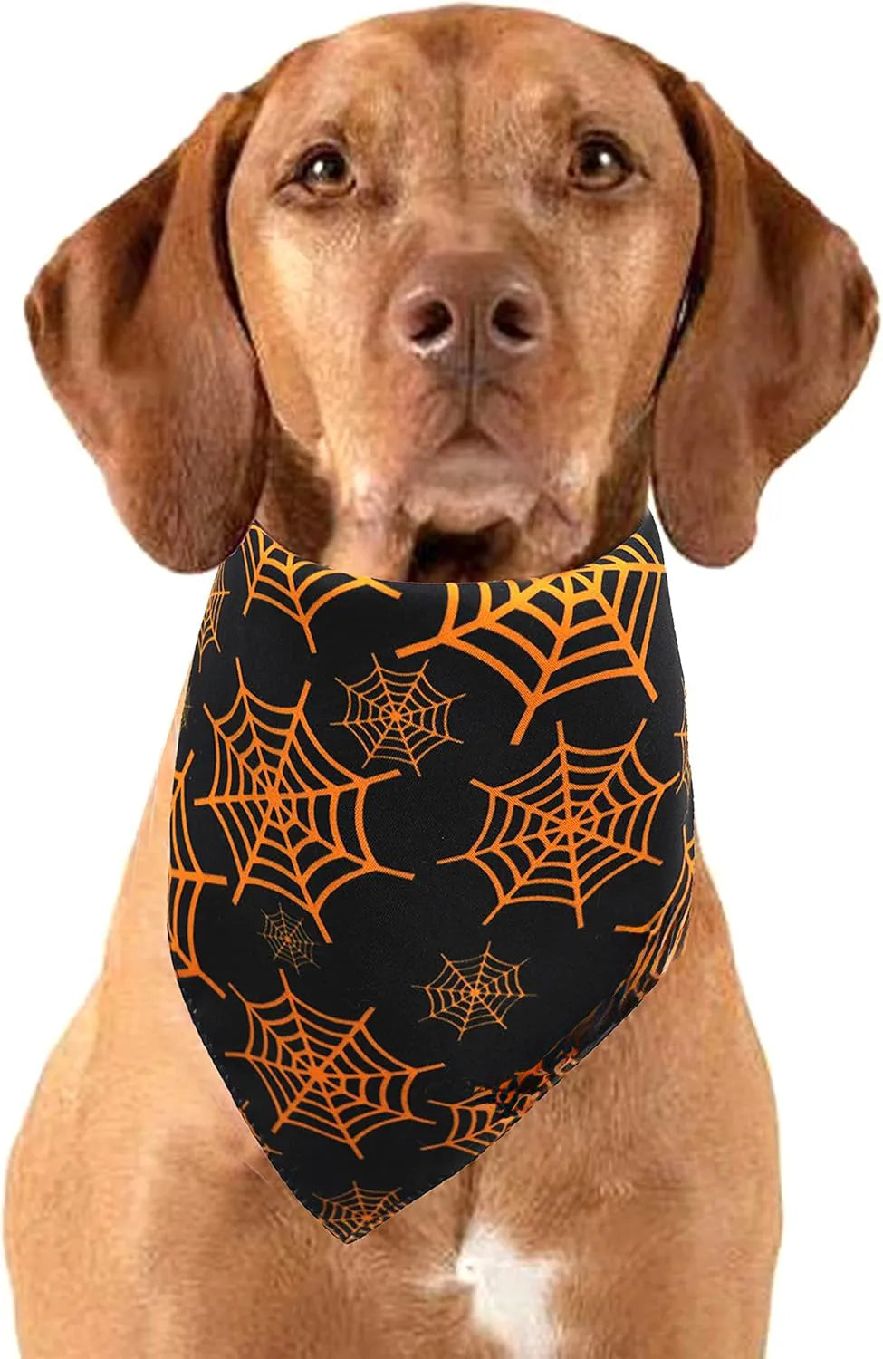Halloween reversible dog bandana showing pumpkin and spider web patterns in black and orange colours