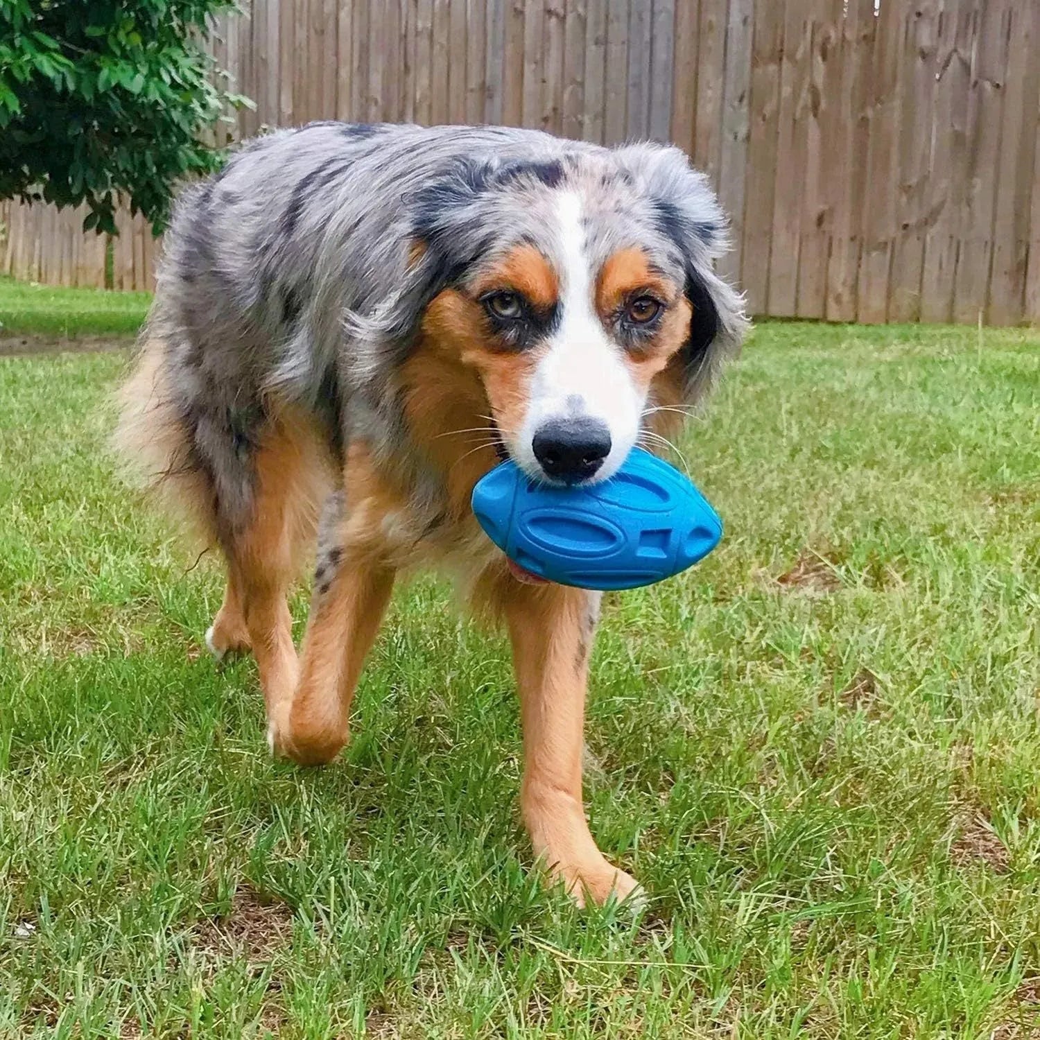 Blue natural rubber squeaky dog toy ball with surface grooves for medium and large breed aggressive chewers
