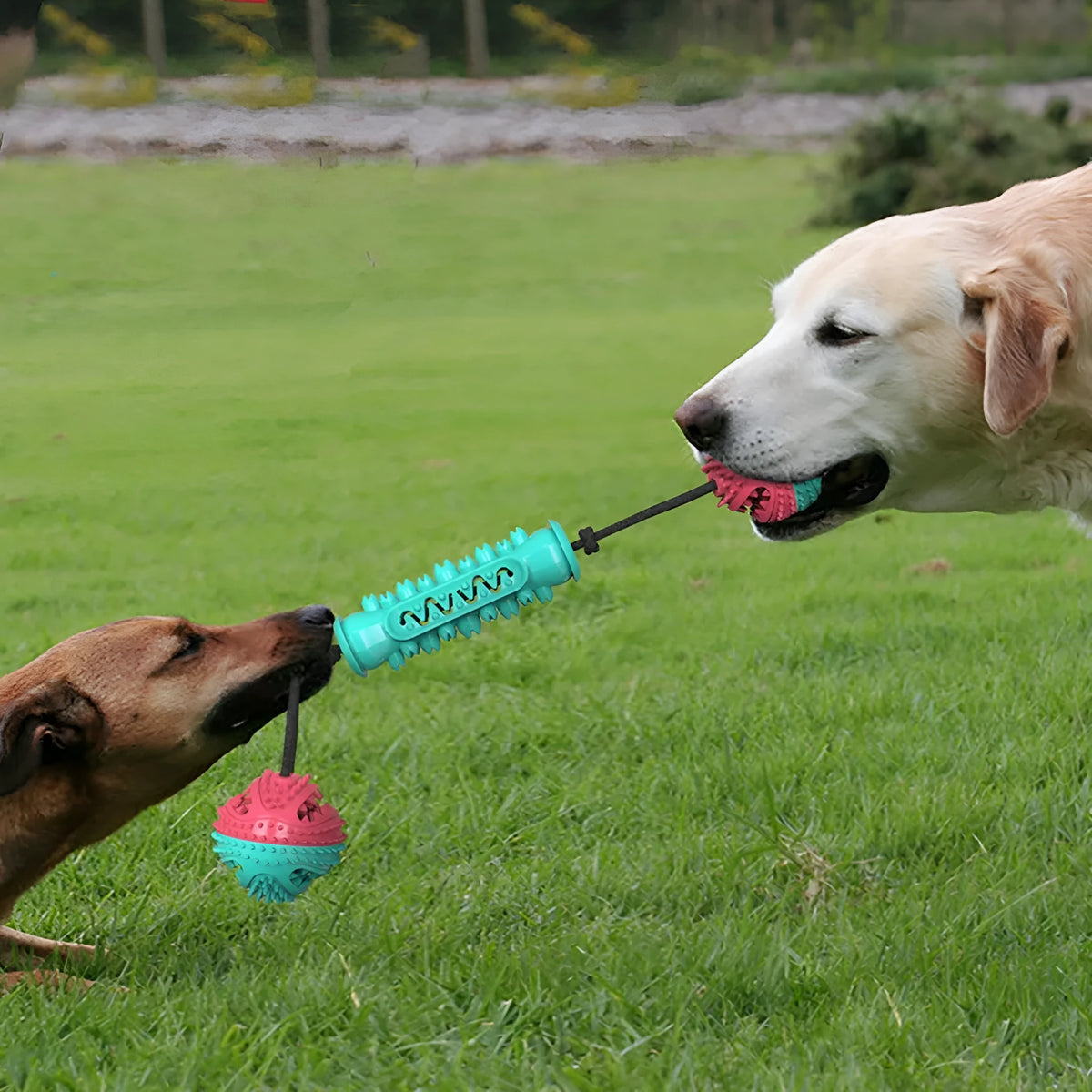 TPR dog chew stick toy with ball and serrated sections in Red and Blue, Blue, or Green