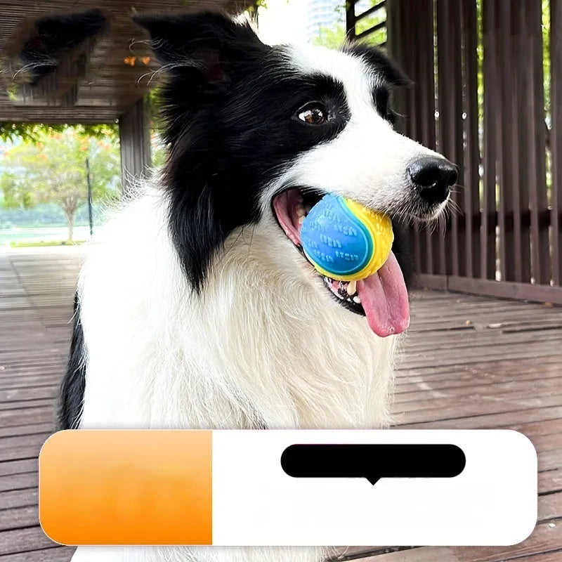 TPR dog training ball with sound in two-tone colours for molar exercise