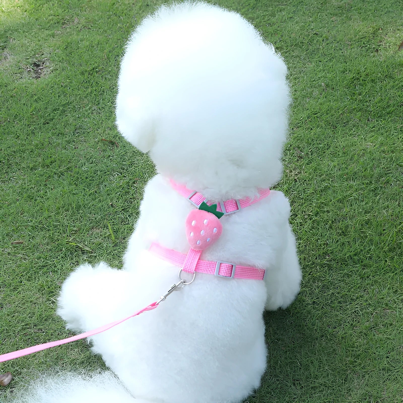 Small dog wearing a green avocado-coloured vest-style harness with reflective trim.