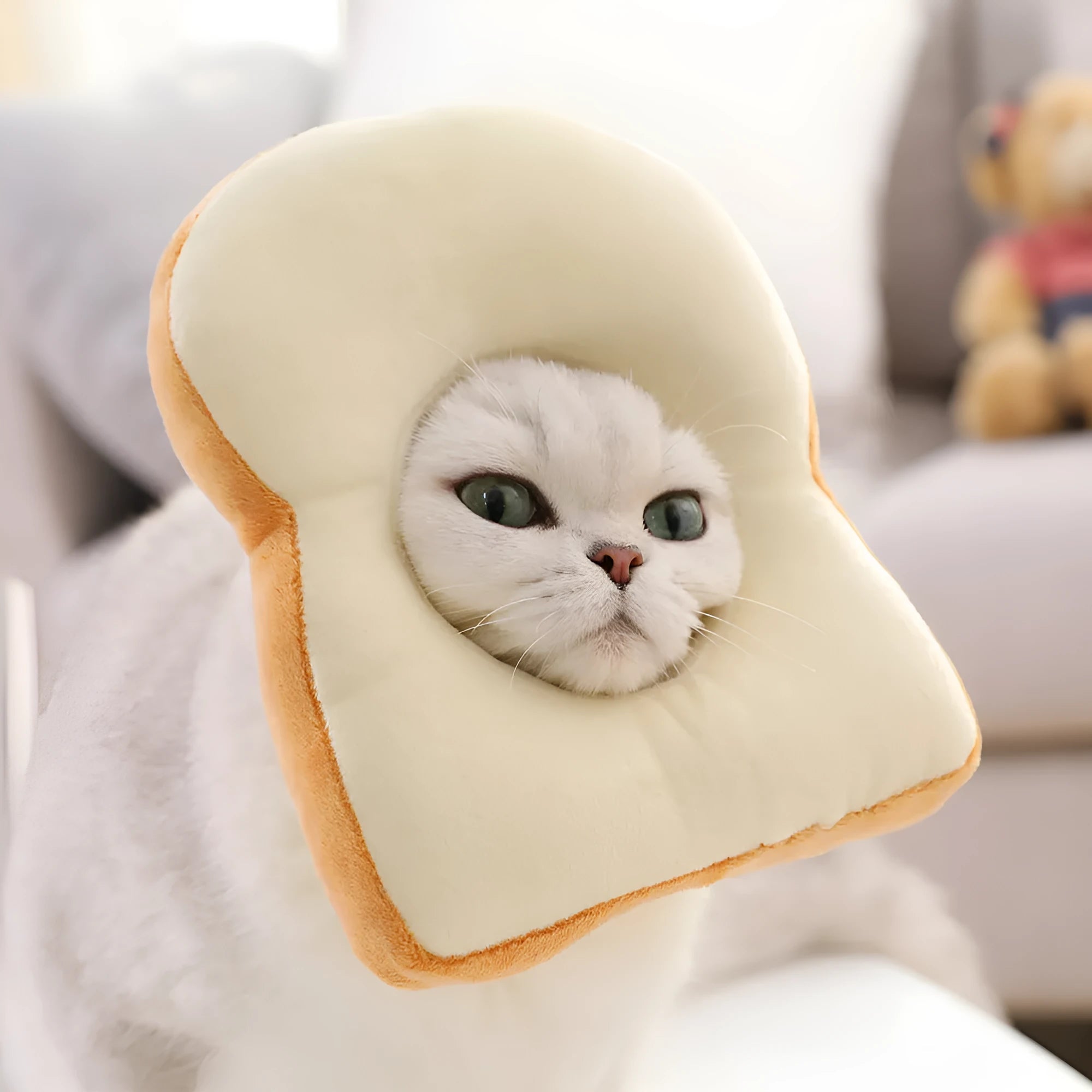 Cat wearing plush toast headdress collar with soft fabric, chain strap, side view on white background