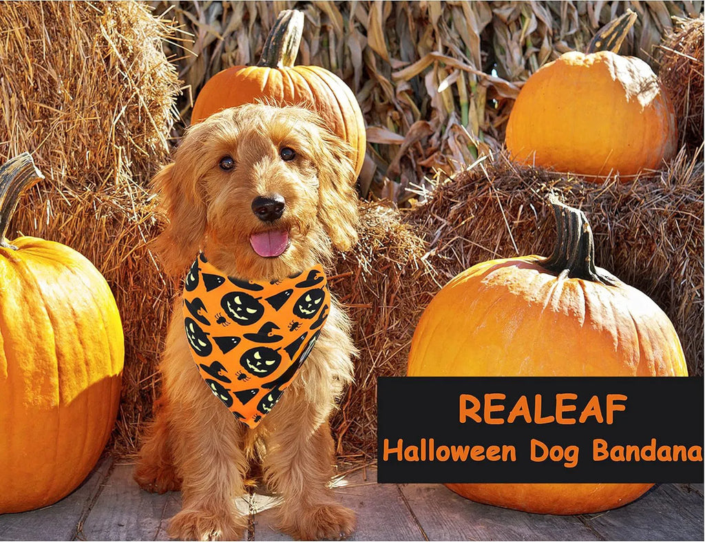 Halloween reversible dog bandana showing pumpkin and spider web patterns in black and orange colours