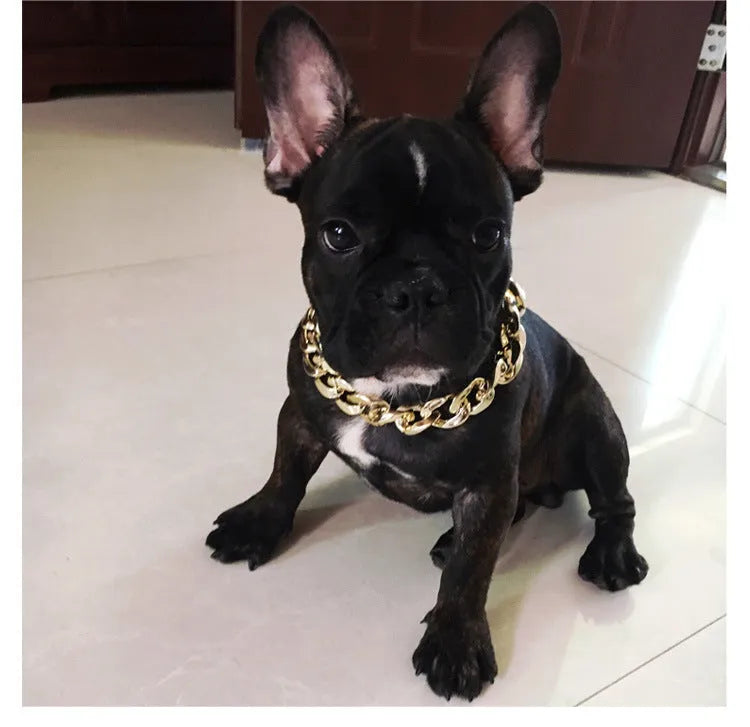 Gold colour chain dog collar with adjustable buckle for small to medium dogs