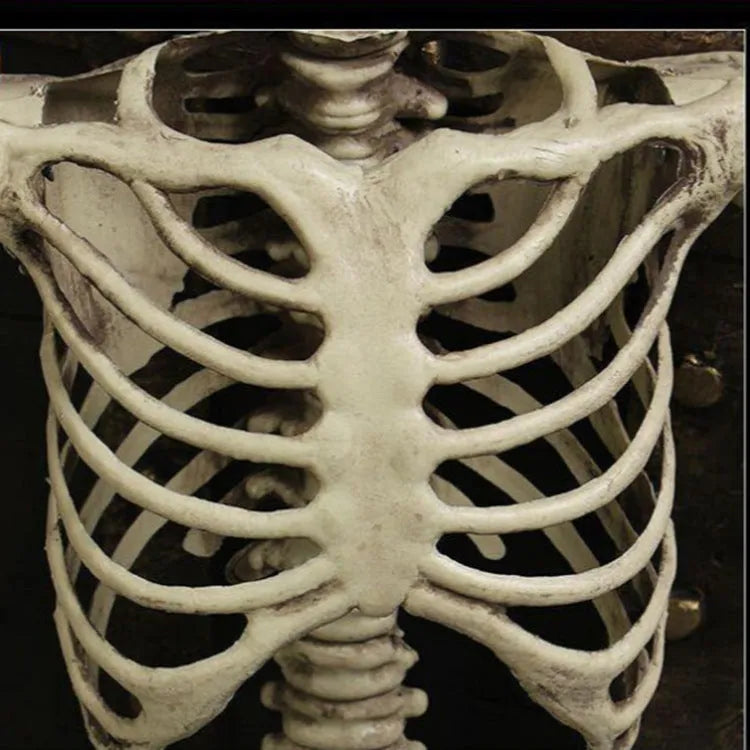 Full-size 170cm tall plastic skeleton prop with detailed skull and bone structure