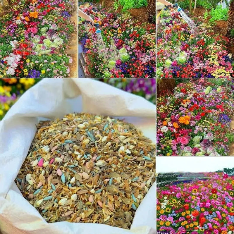 Packet of Purpleflower Holly Leaf mixed wildflower seeds showing seed quantity options: 1000, 5000, 10000 seeds.