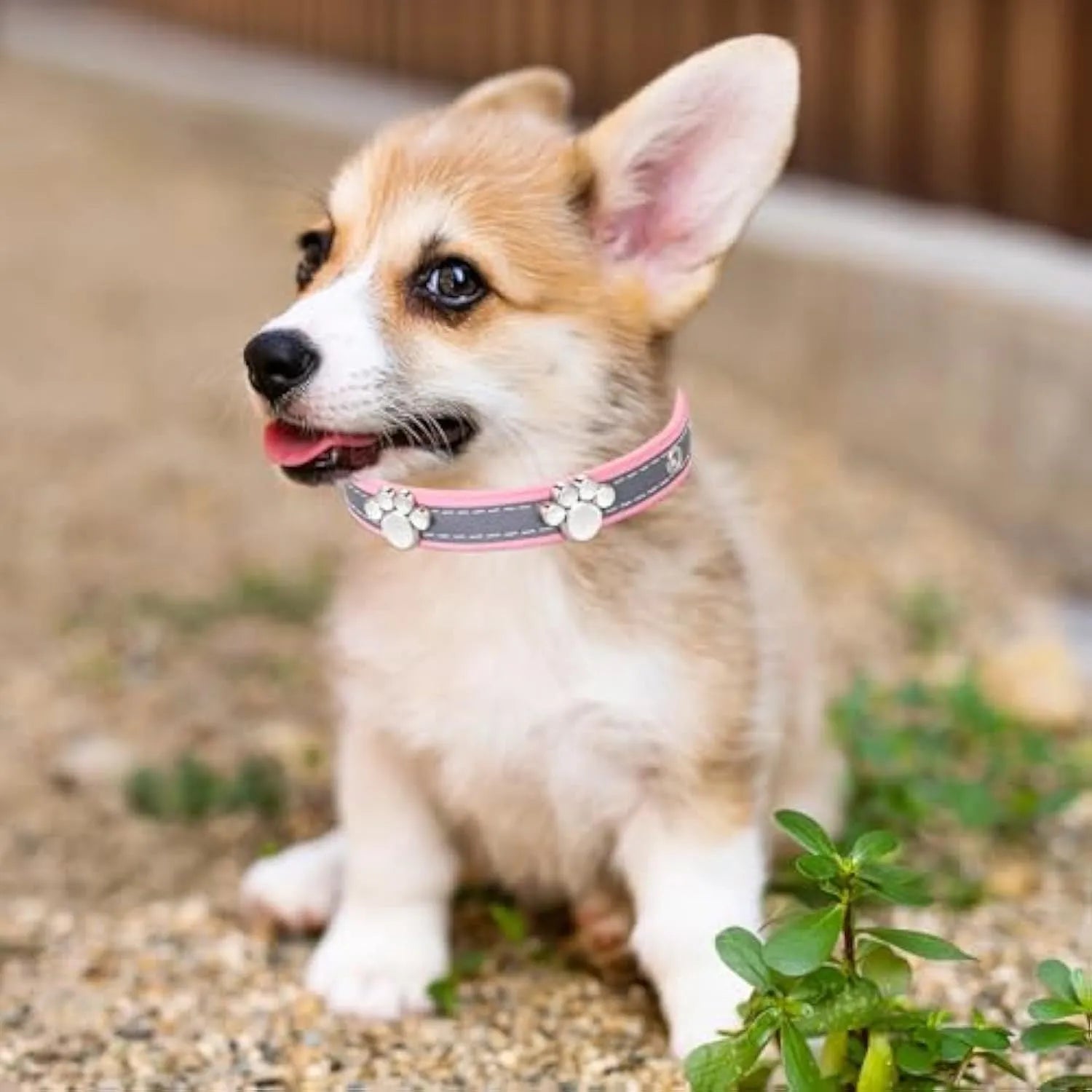 Reflective adjustable leather dog collar for small medium large dogs with cute paw rivet and metal buckle.