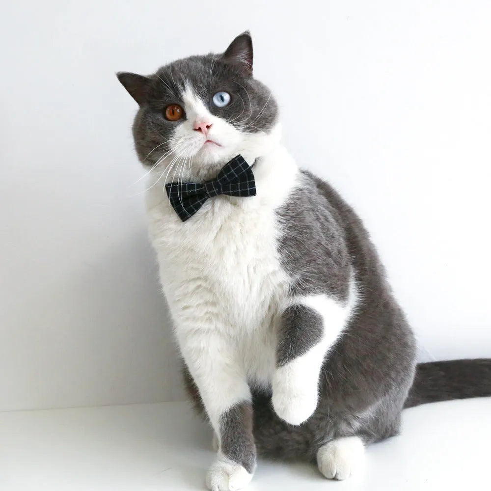 A British-style elastic hair band and matching felt bow tie for a small dog or cat, shown in a selection of colours.