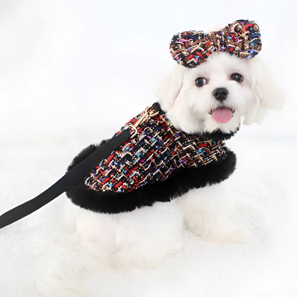 Dog wearing a decorative beret-style cloth cloak attached to a walking lead and chest strap harness.