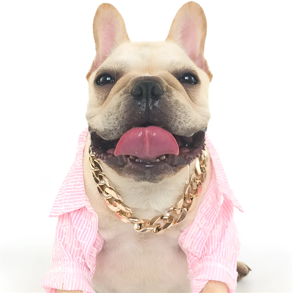Gold colour chain dog collar with adjustable buckle for small to medium dogs